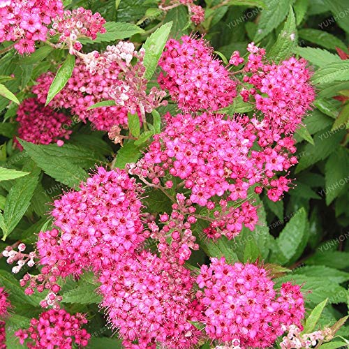 . 100 Pz Spiraea Bonsai Molto bello raro perenne fiore bonsai Per la casa fai da te giardino bonsai Piante Germoglio del 95% Facile da coltivare: 3: Only Seeds - Afbeelding 4
