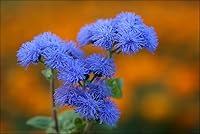 Vista 3 de Ageratum Blue Ageratum houstonianum - Semillas de jardín de visón azul para plantar más de 400 semillas