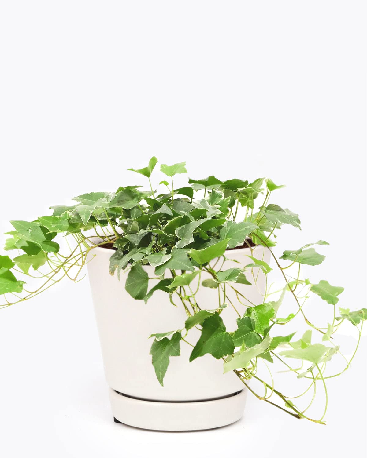 Amazon.com: Glacier English Ivy (6