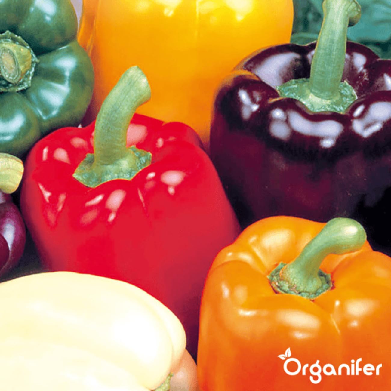 Paquetes De Semillas De Pimiento Y Pimentón | Semillas Para El Jardín - Semillas De Pimiento - Semillas De Jalapeño - Semillas De Hortalizas - 14 Variedades - Organifer