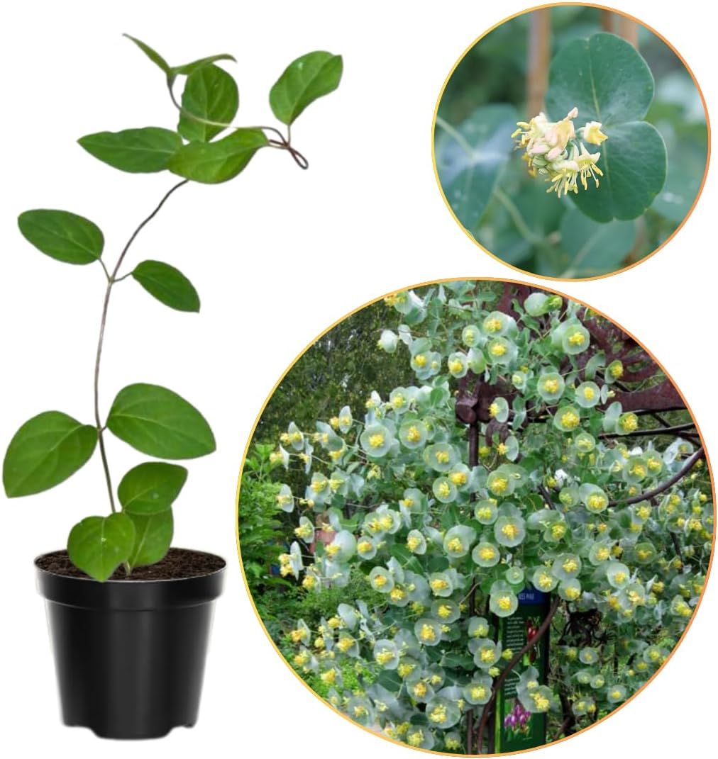 Ghost Climbing Honeysuckle Plant Live, Fragrant Honeysuckle Plants Vine Bushes in 2.5 Inch Pot