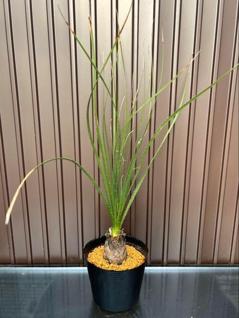 ダシリリオン ミキワネンシス G ダシリリオン ミキワネンシス G 1円〜スタート！ Dasylirion