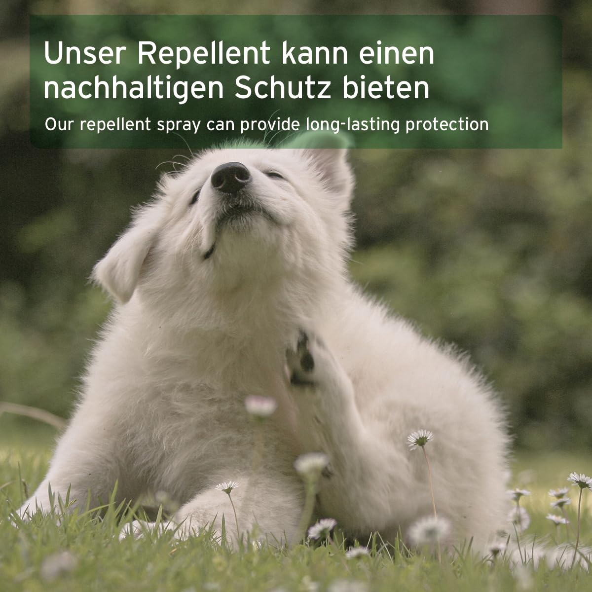 AniForte Ungeziefer-Ex Spray 500ml – Umgebungsspray bei akuten Befall gegen Mücken, Insekten, Milben, Läuse, Bettwanzen, Ungeziefer Spray für Zuhause, Hunde & Katzen Liegeplätze, Insektenspray Abwehr