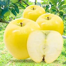 2026 Apples Produced in Aomori Prefecture, Shimano Gold, For Home Use, Kodo Farm (11.0 lbs (5 kg)