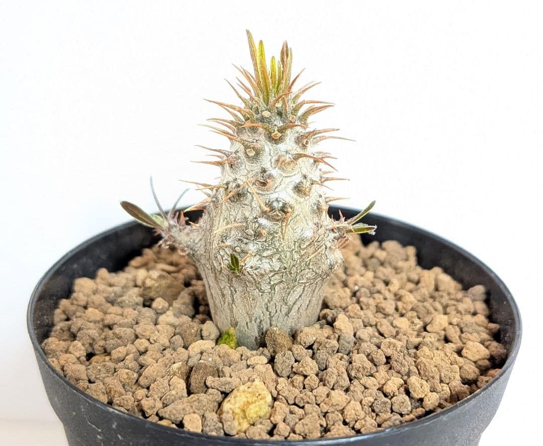 Amazon｜鉢付き グラキリス 実生 パキポディウム｜観葉植物 オンライン通販