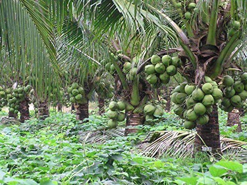 M-Tech Gardens Dwarf Coconut&quot; Kalpasree&quot; Live Plant Kerala Coconut Tree  Plant : Amazon.in: Garden &amp; Outdoors