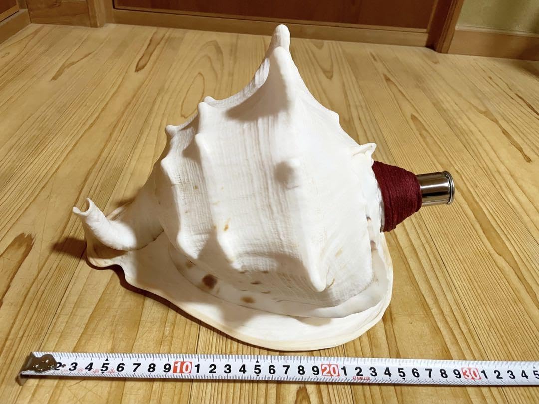 Amazon.co.jp: 特大法螺貝 ほら貝 ホラガイトウカムリ法螺貝 : ホーム