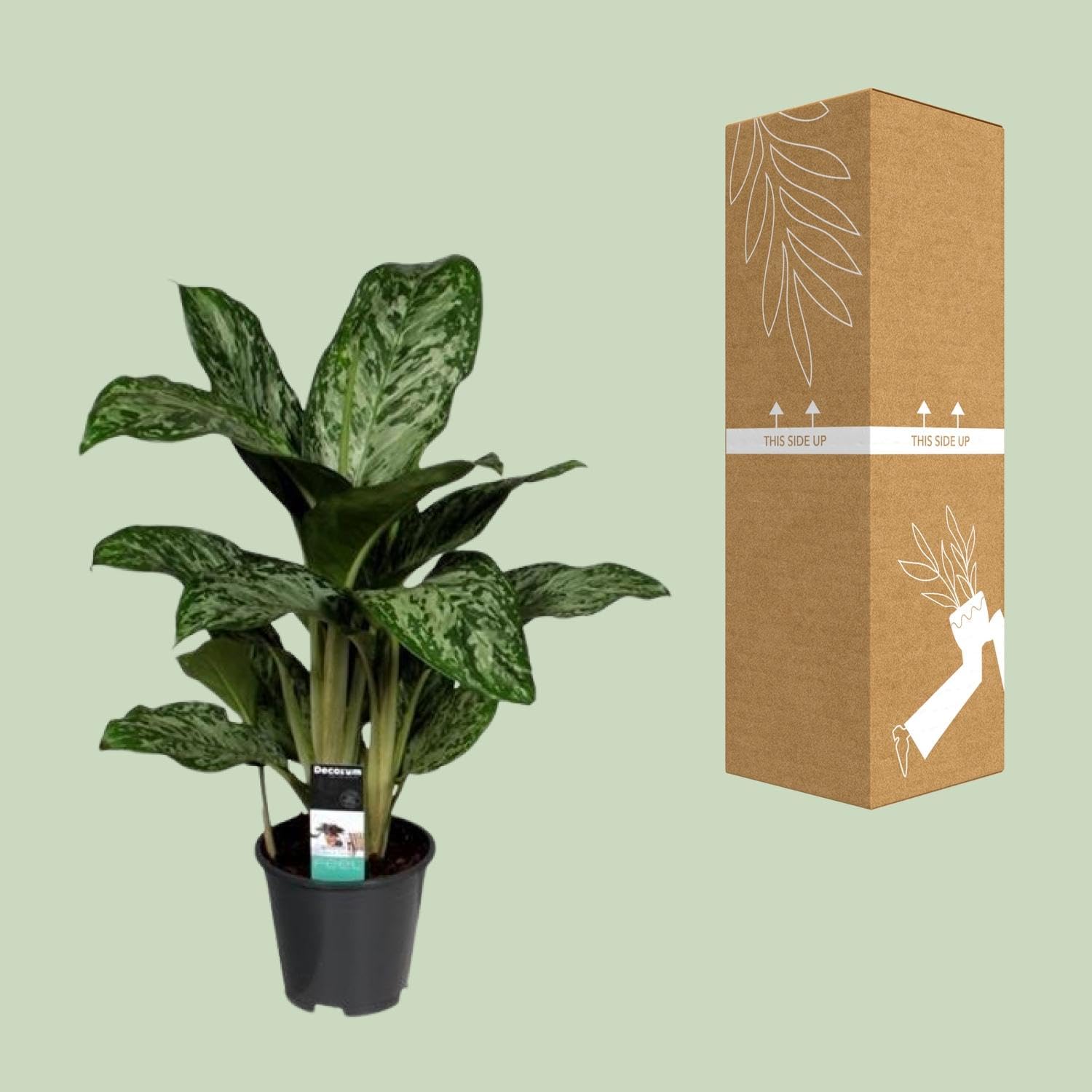 Aglaonema Greenlight (Decorum) - 50-60cm - Ø17cm - Pianta d'appartamento - Sempreverde