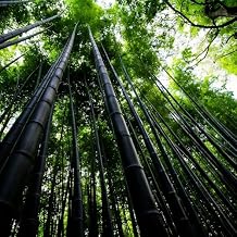 500+ Black Bamboo Seeds for Planting,Organic Phyllostachys Nigra Seeds,Black Timber Bamboo Seed Clumping Type for Stunning Privacy Screens & Containers, Dark Ebony Culms