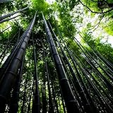 Mixrug 500+ Black Bamboo Seeds for Planting,Organic Phyllostachys Nigra Seeds,Black Timber Bamboo Seed Clumping Type for Stunning Privacy Screens & Containers, Dark Ebony Culms
