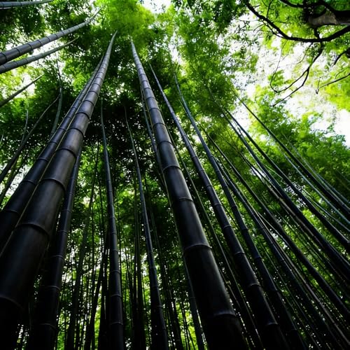Mixrug 500+ Black Bamboo Seeds for Planting,Organic Phyllostachys Nigra Seeds,Black