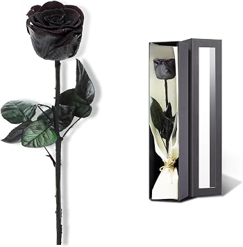 Christmas Rose Flower Gifts for Mom from Daughter and Son, Birthday Gifts for Grandma, Birthday Gifts for Women, Preserved Rose, Preserved Flower Prime, Single Rose Real Rose-Black