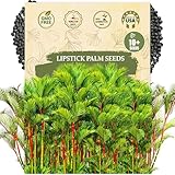 Premium Lipstick Palm Tree Seeds – 10 Seeds – Palm Tree Seeds for Planting (Cyrtostachys Renda) Tropical Red Trunk Ornamental Palm for Outdoor Growing & Containers
