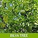 Indiveda Organic Bilva (Aegle Marmelos) Leaf Powder for Supporting Proper Digestion, 100 Grams (3.5 Ounce)*