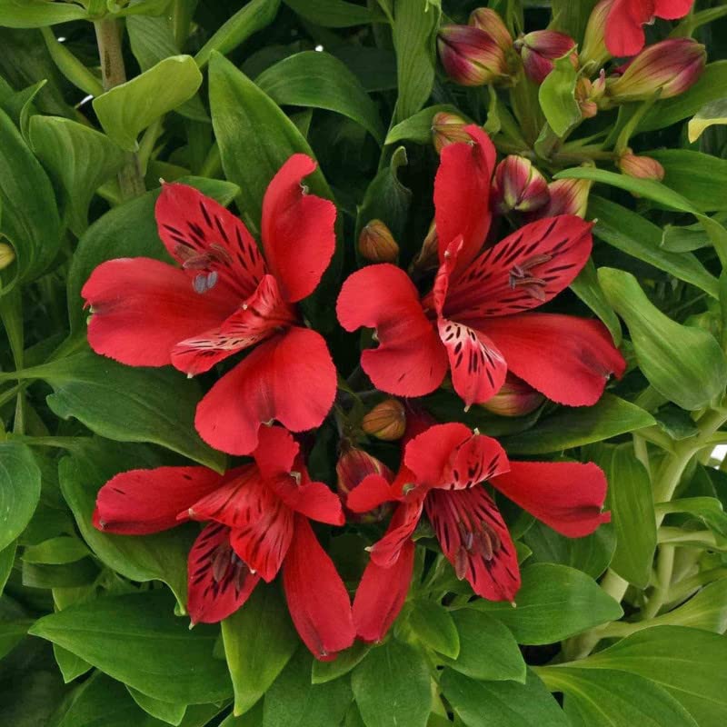 Floriculture Greens Imported Alstroemeria Perennial Flower Hybrid Quality Bulbs Home Gardening (Pack Of 3 Lolly Alstroemeria) (B0BW8S7TVC) Amazon Price History, Amazon Price Tracker