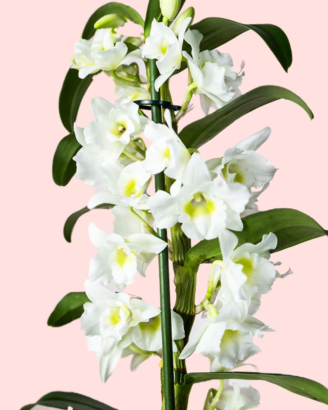 Orquídea Dendrobium Nobile | Planta con Flor Natural | Pur Plant