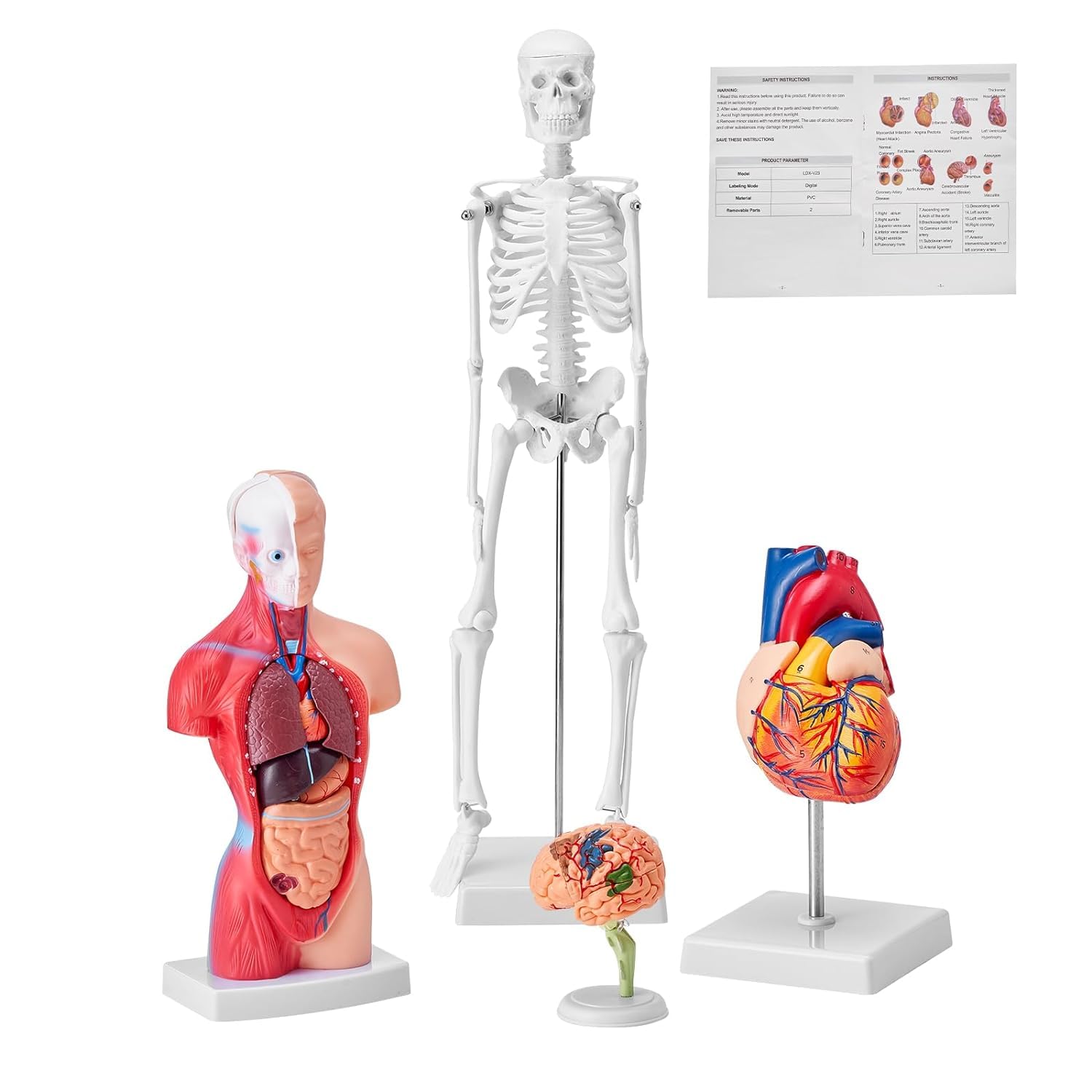 4-częściowe modele anatomii człowieka 28 cm tułów + 45 cm szkielet + model mózgu + model serca, zdejmowany pełny zestaw narządów