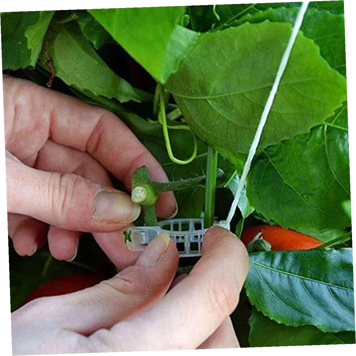 GANAZONO 2sets Ganci per Giardinaggio con per Supporto Piante Kit di Trellis per Pomodori e Cetrioli Ganci Metri di Corda per Massimizzare La Crescita Spazi Ridotti
