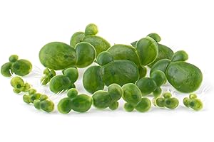 Framendino 36 Pack Artificial Duckweed Fish Tank Decor