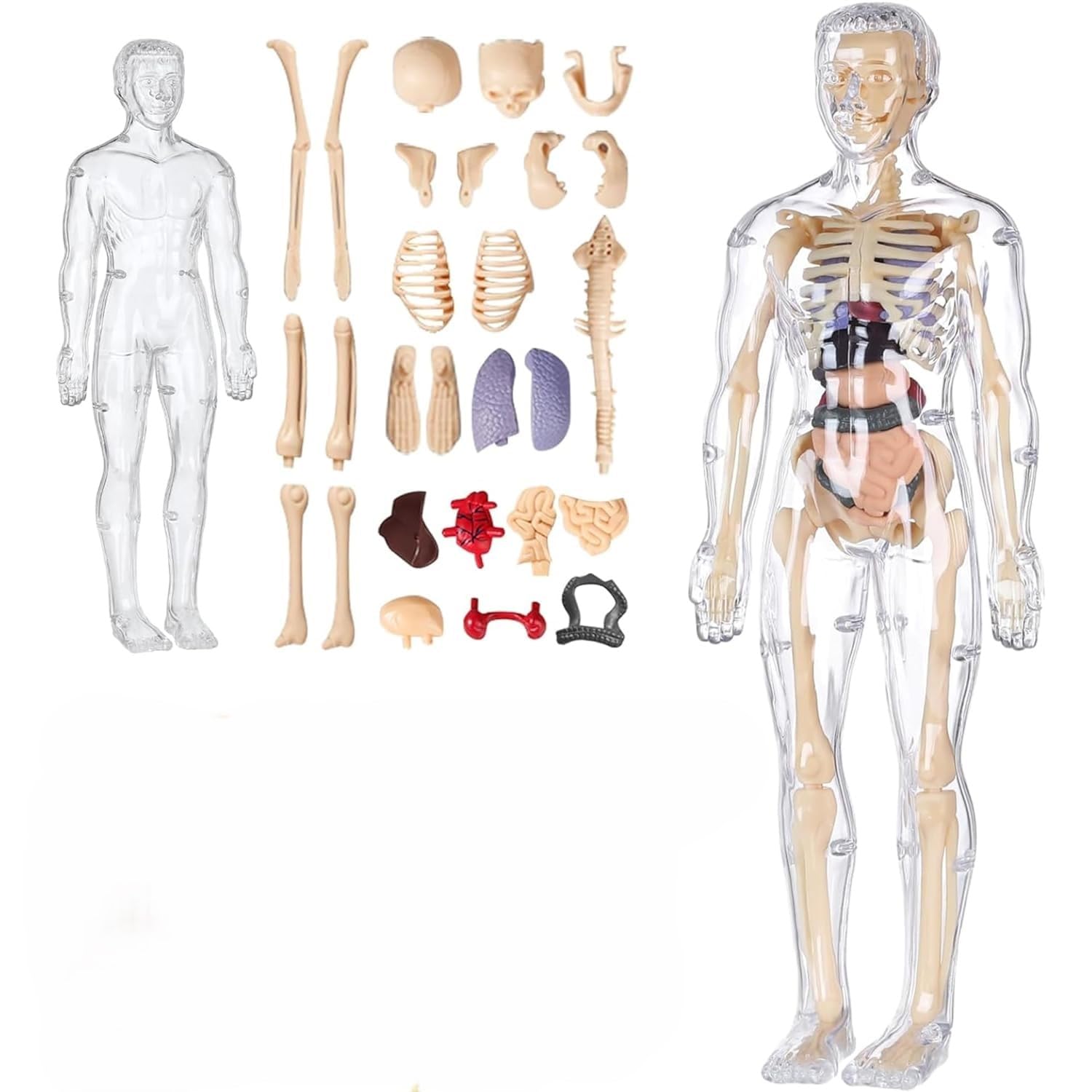 Human Body Model for Kids, Toys for 6+ Year Kids | 3D Human Body Parts Puzzles | Educational Science Project Model for Kids 6 to12 Years Old | Best Birthday Gift for Boys & Girls (Transparent) (B0DB8T8XKZ) Amazon Price History, Amazon Price Tracker