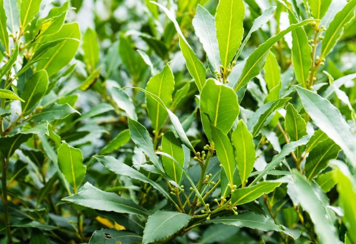 Large Laurel Bay Leaf Plant Live from 1 Feet in Height