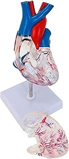 Human Organ Model Human Organ Life Size Heart Anatomy Model for Study Teaching Model Educational Training Aid Medical Organ Model SaiFei