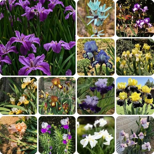 Comprar bulbos de iris, regalos para jardineros Bulbos de iris, Decoración de jardín para exteriores plantas raras bulbos de flores de floración temprana plantas exóticas plantas de 6pcs