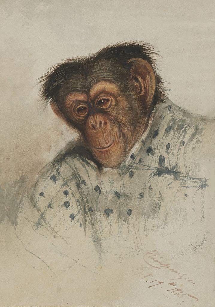 Mira Parker Antiques and DesignReproduction Chimpanzee Print by Edward Lear, Ready to Frame
