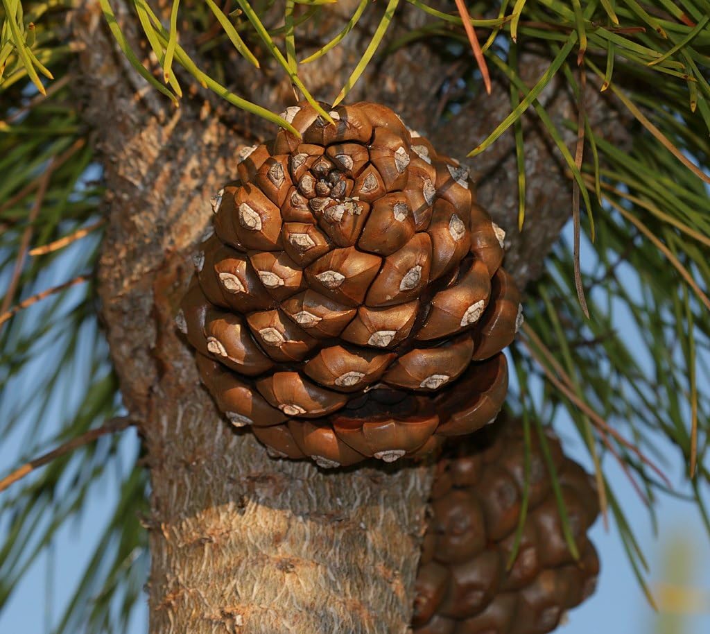 Graines de Pin Parasol (Pinus Pinea) - Conifère Méditerranéen - Pignons Comestibles