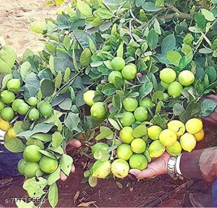 Image of Natura GreenHouse 1 Live Thai All Time SeedLess Lemon /Nimbu Plant All time Hybrid Lemon tree Plant Height (1.5-2 Ft)