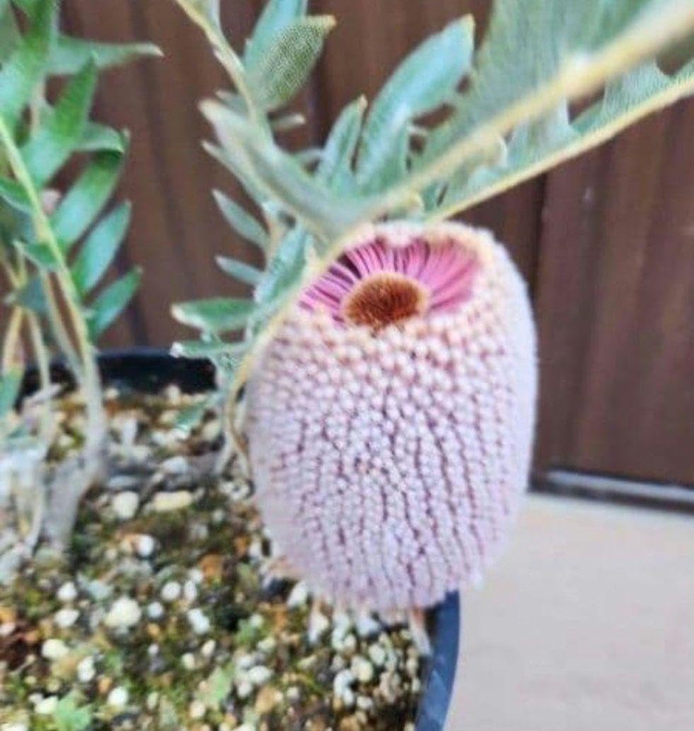 バンクシア　ブレクニフォリア　鉢植え18　苗ドライガーデン　レア品種 Amazon.co.jp: バンクシア ブレクニフォリア 鉢植え19 苗 イガーデン