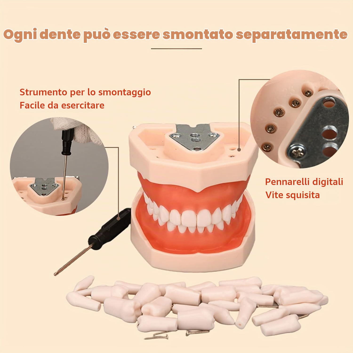Modello di denti dentali, Modelli di Insegnamento Dentale | 28 pezzi di denti di ricambio per studi dentistici, studenti di odontoiatria per cisti gengiva morbida per praticare