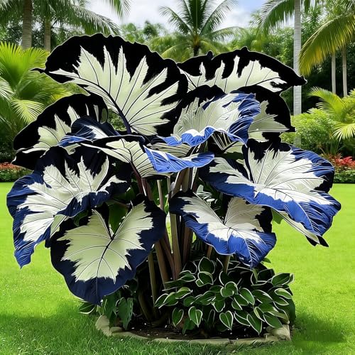 BGNIORT Giant Foliage Elephant Ear - Excellent Display/Mixed Color/Easy Grow/Suitable