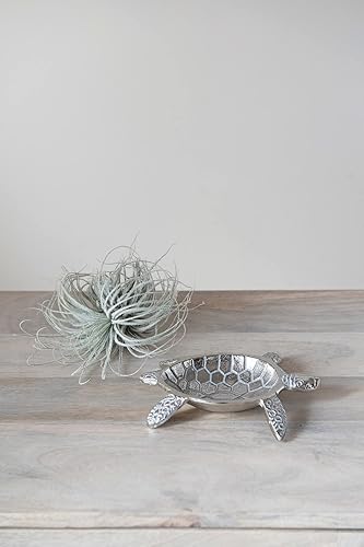 Miniatura 6 de Creative Co-Op Plato de aluminio con acabado plateado de tortuga, 6.5 "x 6"