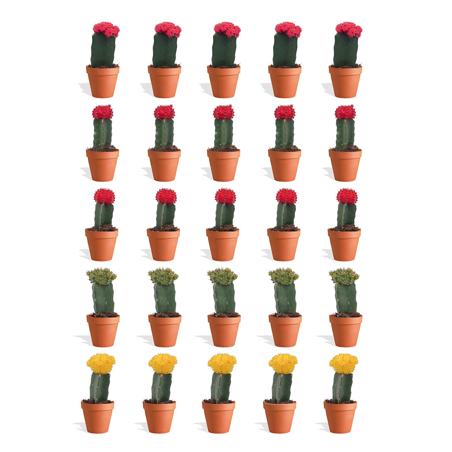 Gymnocalycium Mihanovichii Mix 20 Stück Veredelte Mini Kakteen im Ø Terrakotta Blumentopf - Erdbeerkaktus Kleine Pflanzen Sammlung Pflegeleichte Zimmerpflanzen - Höhe 8-15 cm