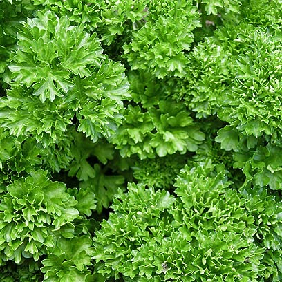 Biocarve Seeds Curly Kale Seeds | Pack Of 1: 50 Seeds (B09BL1Y2F4) Amazon Price History, Amazon Price Tracker