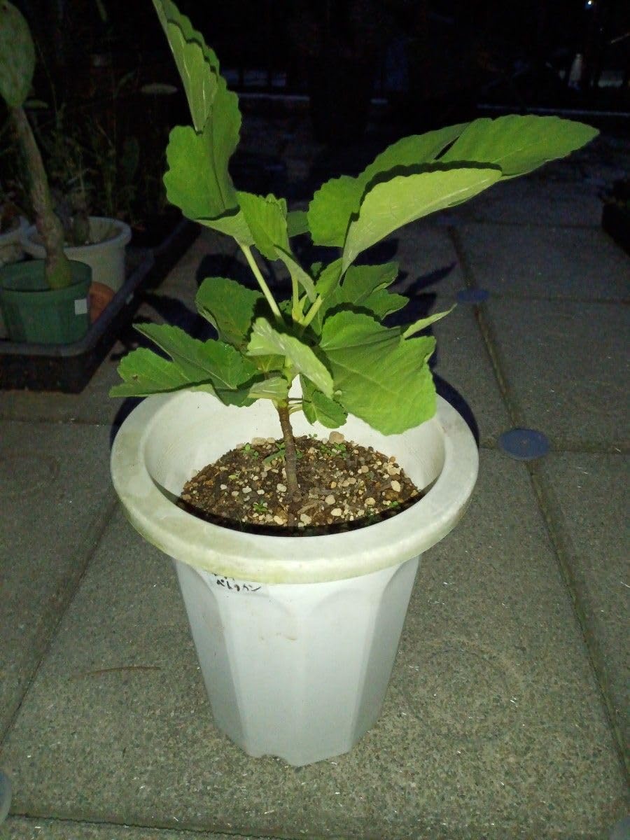 棘好き必見❗️大人気種❗️ 強棘 ホリダ マジョール (検索 オベサ