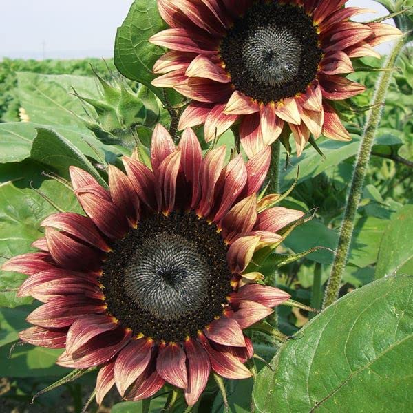 Amazon.co.jp: 種 花たね ヒマワリ F1チェリーローズ 1袋（25粒