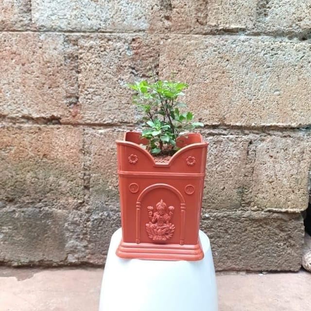 Tulsi in 6 Inch Plant Natural Miniature Live Outdoor Tulsi Perennial plants Pot (B0CY9PXCQZ) Amazon Price History, Amazon Price Tracker