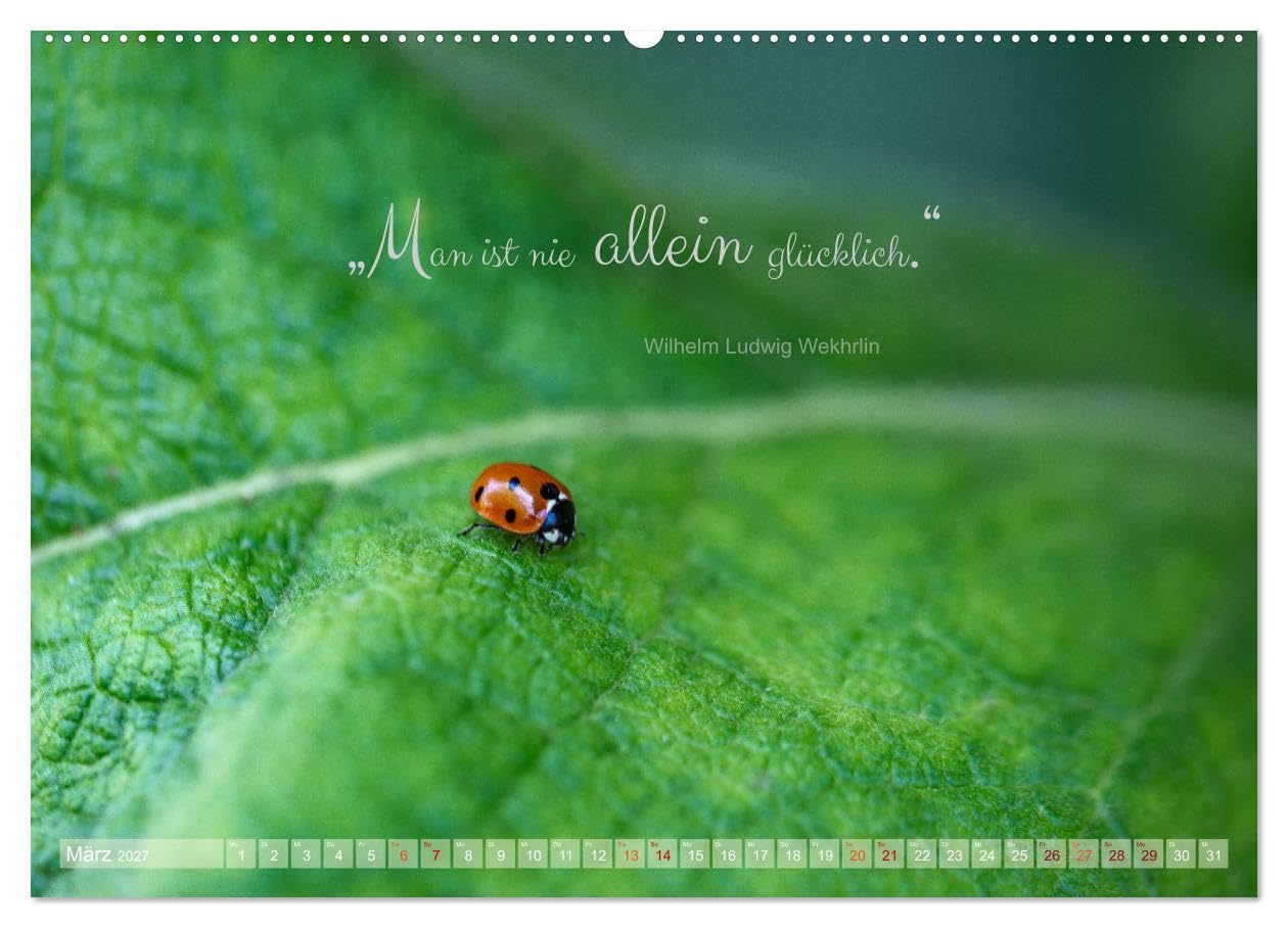 CALVENDO - Marienkäfer & Zitate - Sieben Punkte zum Glück (hochwertiger Premium Wandkalender 2027 DIN A2 quer), Kunstdruck in Hochglanz: Glückskäfer-Kalender: Zitate und Fotos