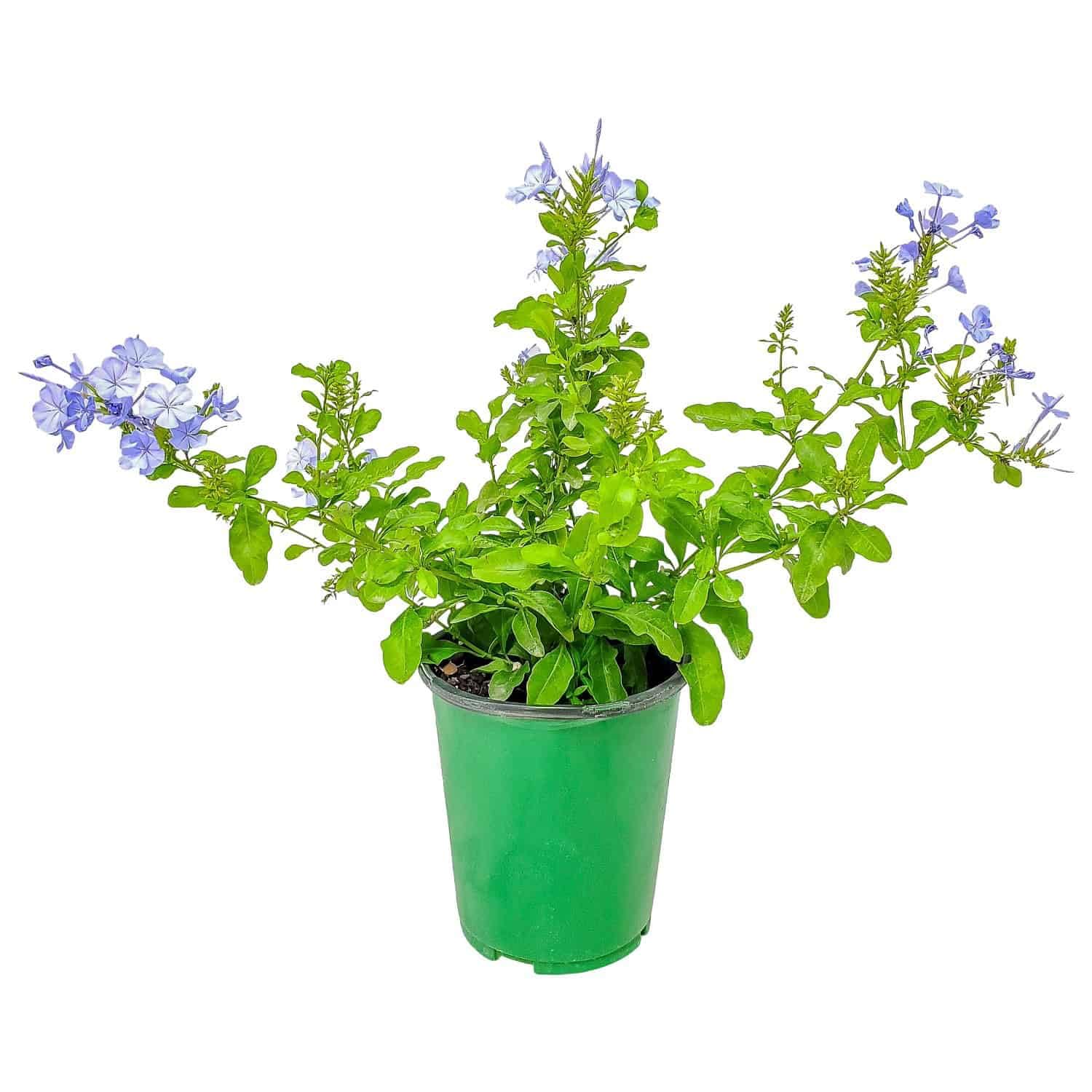 Blue Plumbago 1 Gallon