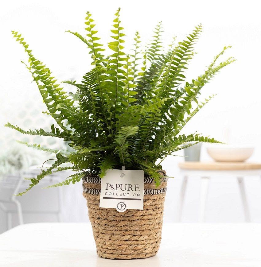 Fougère Nephrolepis en Panier, Plante d'Intérieur, Vert, Ø12cm, H35cm