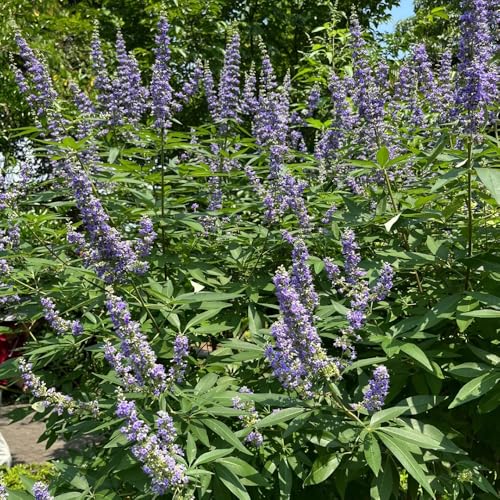 semi di lavanda perenni resistenti primaverili, semi di lavanda esotiche perenne resistente tappezzante autunnali, selvatiche 200pcs