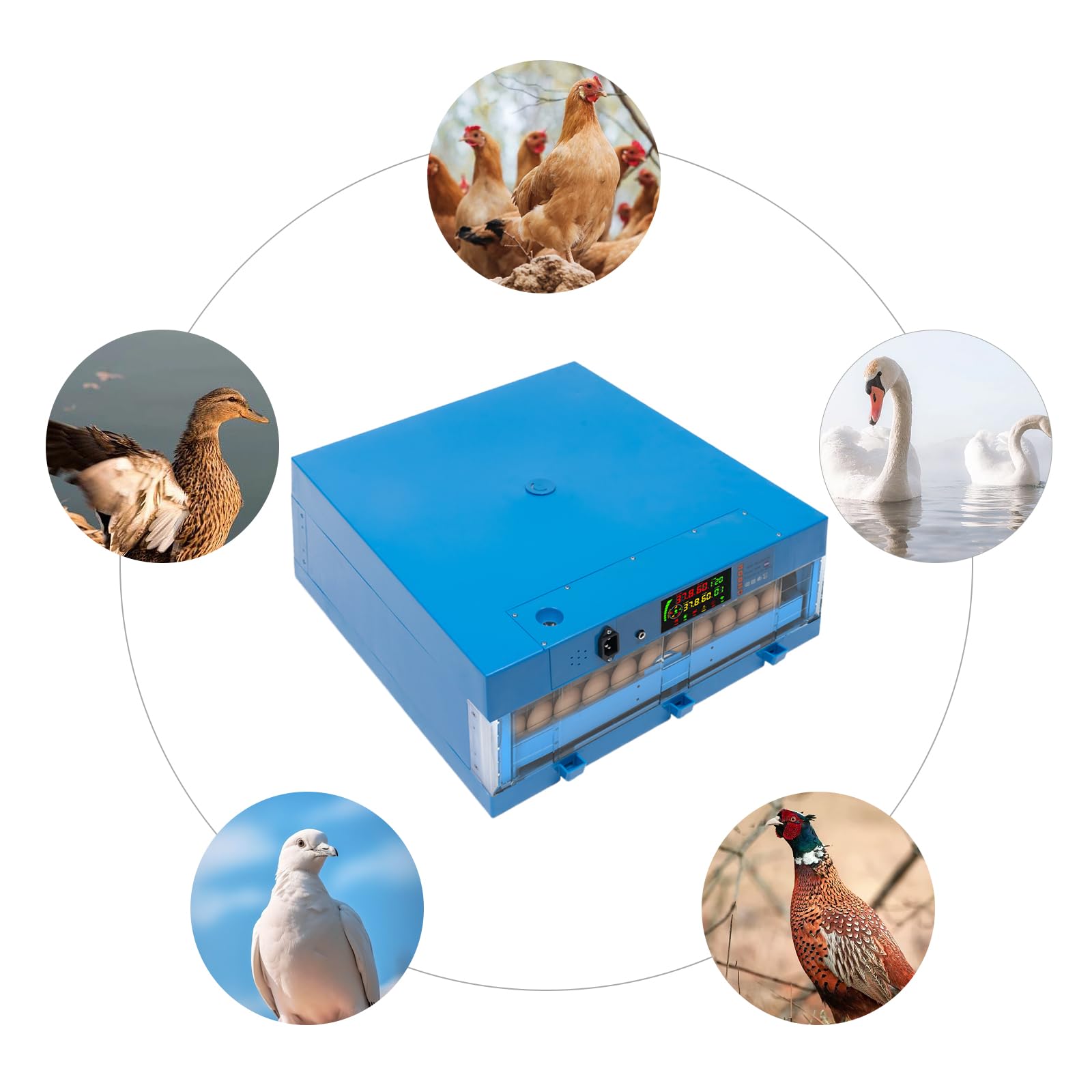 Incubadora totalmente automática para 64 huevos, incubadora de huevos con capacidad para 64 huevos, 360° ventilación digital, cuenta regresiva para gallinas/patos/gansos, azul, criador