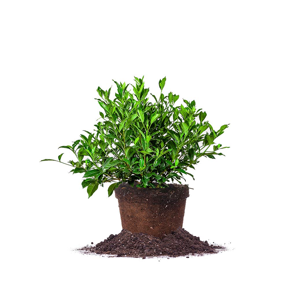 Perfect Plants August Beauty Gardenia