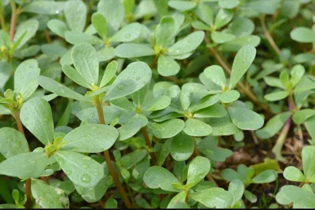 Purslane Seed | Kulfa Saag Seed | Noniya saag | कुल्फ़ा साग बीज | मलमला साग बीज | Vegetable Seed | 20 GM (B0D7BR9Y3Y) Amazon Price History, Amazon Price Tracker