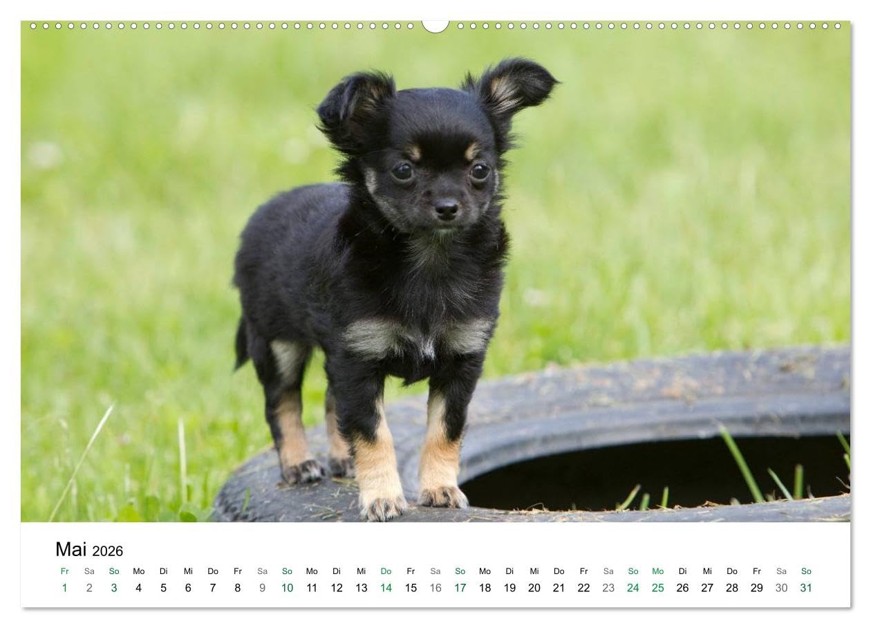 Chihuahuas - kleine Herzensbrecher (hochwertiger Premium Wandkalender 2026 DIN A2 quer), Kunstdruck in Hochglanz: Wunderschöne Outdoor Fotos der kleinen Hunderasse (CALVENDO Tiere)