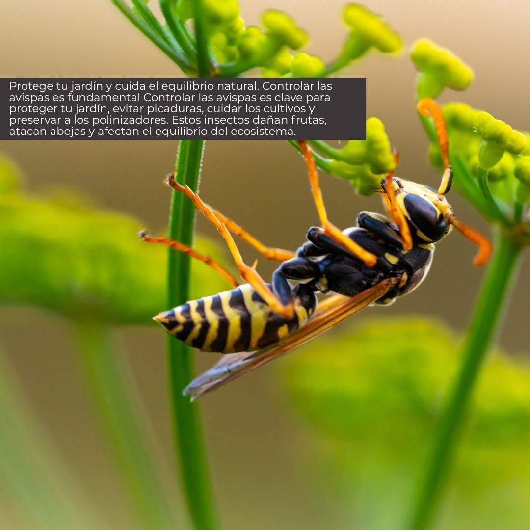 Trampas para Avispas Exterior | Trampa para Colgar o posicionar | Solución Antiavispas | Trampa Reutilizable contra Avispa | sin Cebo atrayente de Avispa | ecológica.