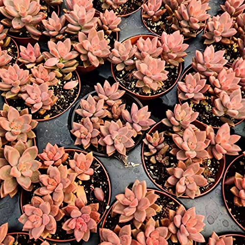 Uskc Live Succulent Plants (4”Pot Graptopetalum Copper Roses) #TOP3