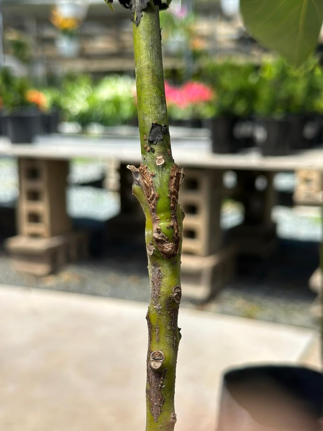 Choquette Avocado Tree – 10in–2 ft Grafted Live Tropical Fruit Tree (Persea Americana) | Late-Season Variety | Large, Buttery Green Avocados with Rich Flavor | Fast-Growing Live Plant for Home Garden